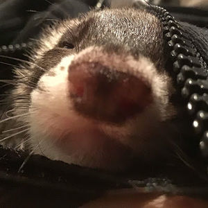 Meet your Posher, Lianna